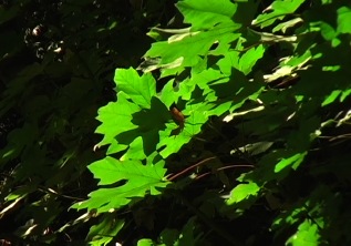 Leaves